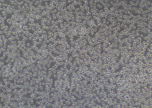 THP-1 Cell Image (Normal Growth)