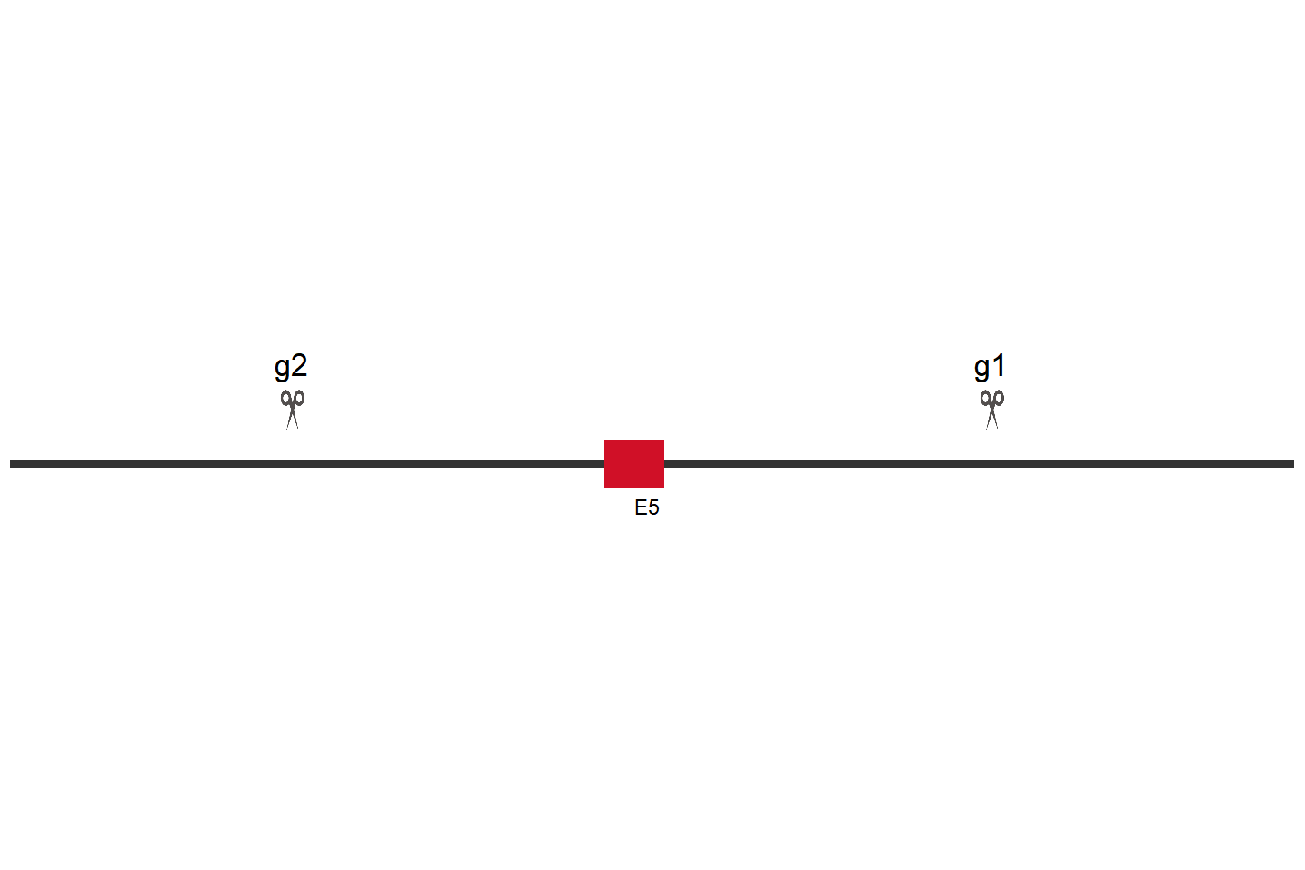 IGF2BP2 Knockout cell line(HEK293) Target region