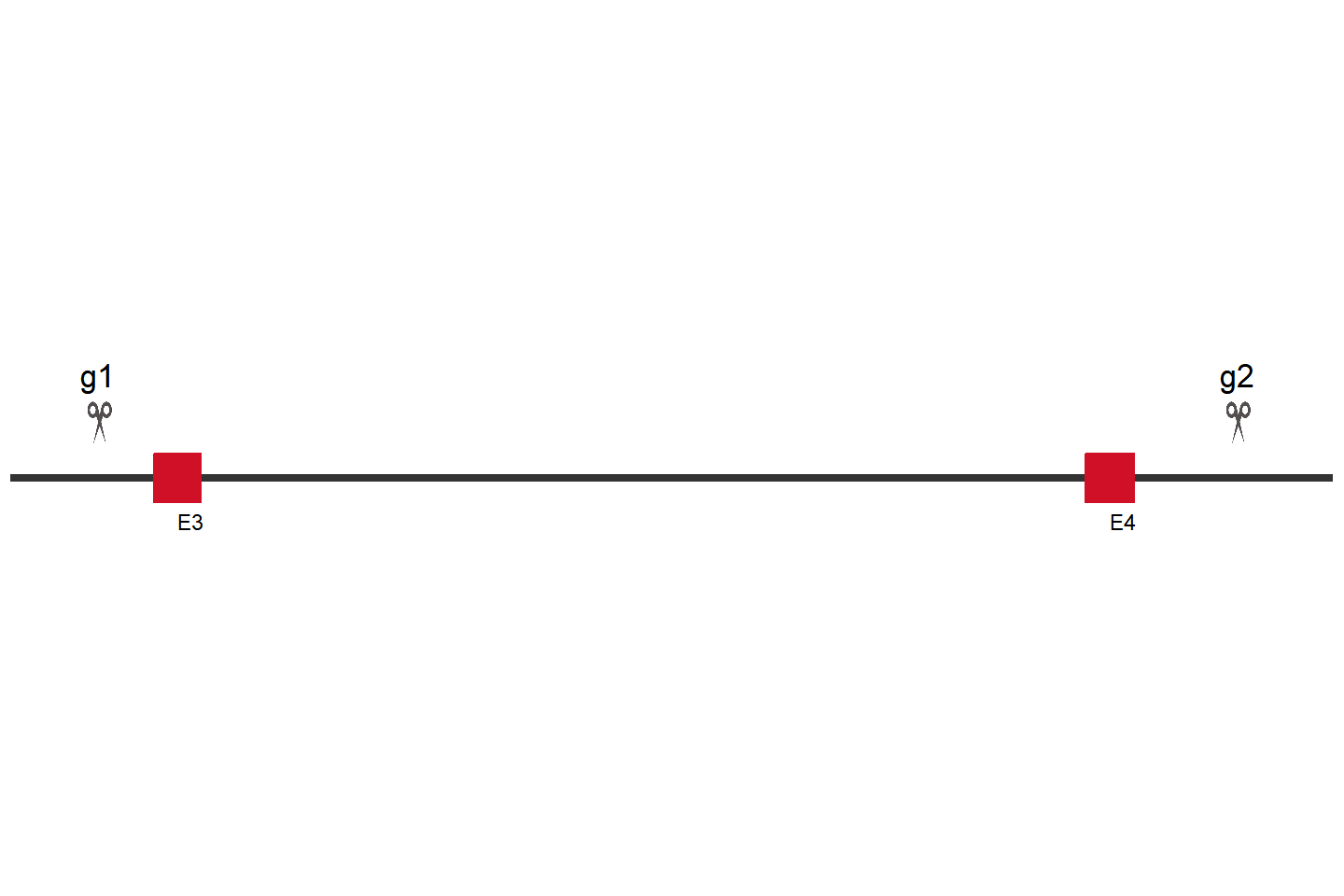 IL10RB Knockout cell line(HeLa) Target region