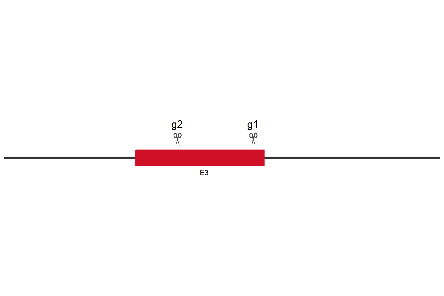 TMPRSS2 Knockout cell line(HeLa) Target region