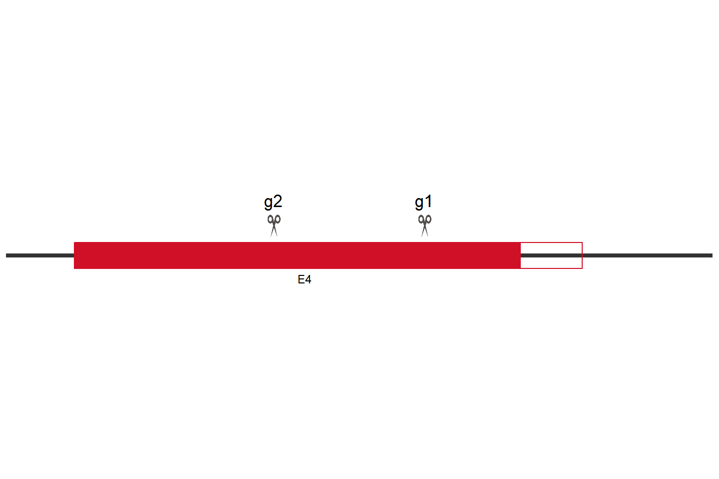 FBXW7 Knockout cell line(HCT 116) Target region