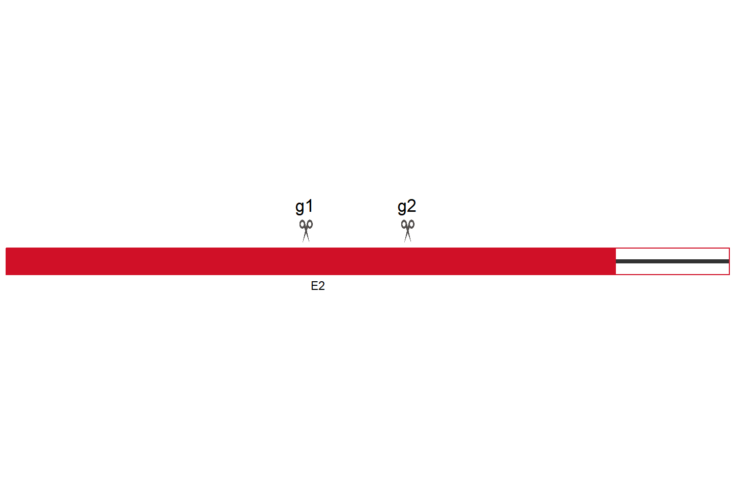 ZNF750 Knockout cell line(KYSE-30) Target region