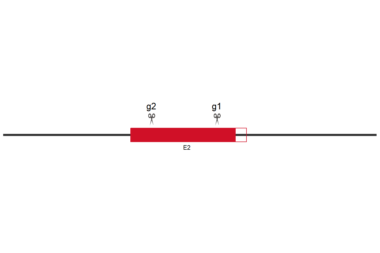 TFEB Knockout cell line(L-02) Target region