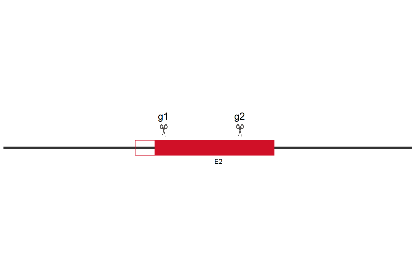 SMARCA2 Knockout cell line(A549) Target region