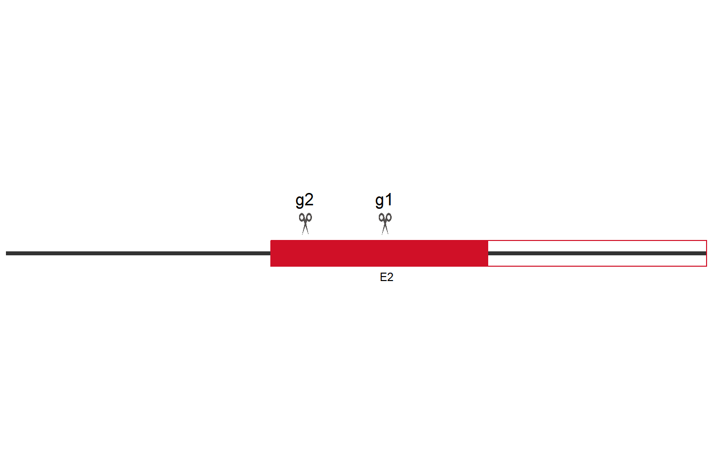 SLC39A8 Knockout cell line(A549) Target region