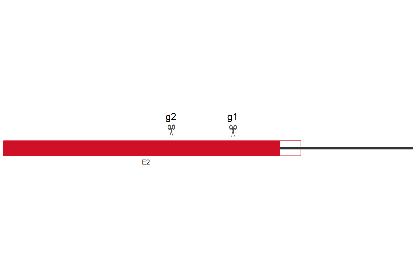 TENT5A Knockout cell line(A549) Target region