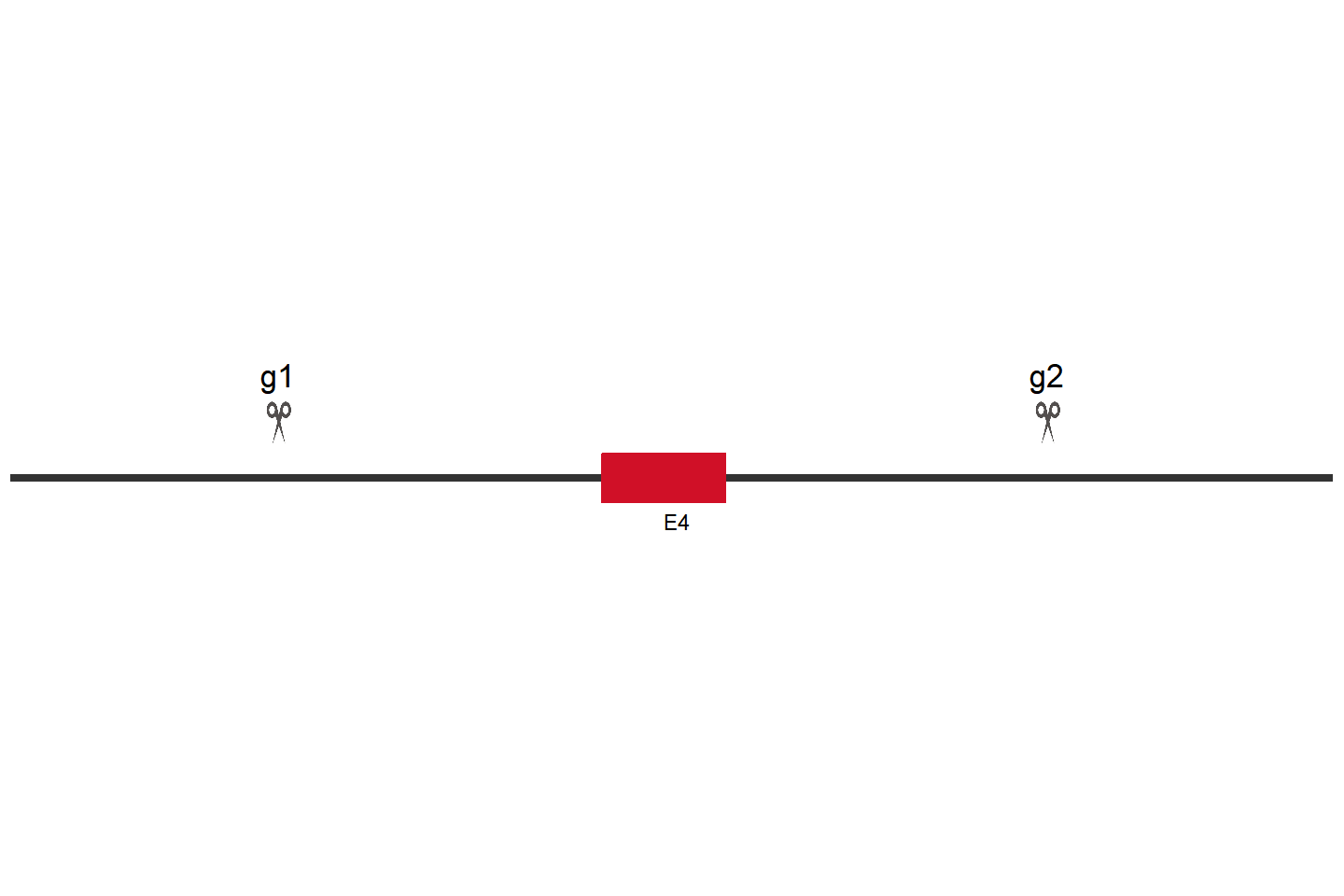 USP7 Knockout cell line(A-375) Target region