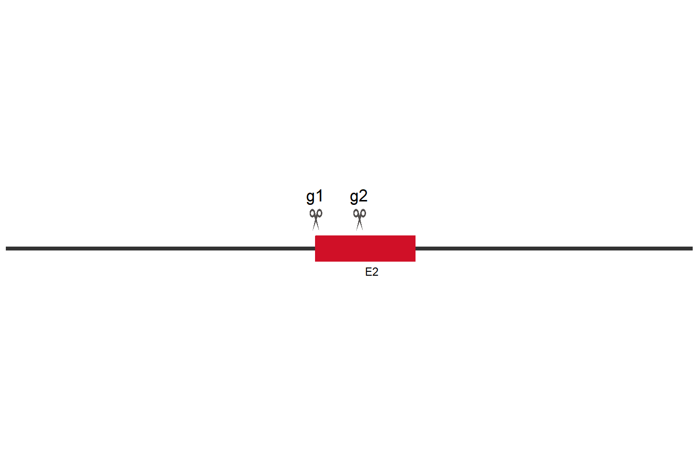 PACC1 Knockout cell line(HEK293) Target region