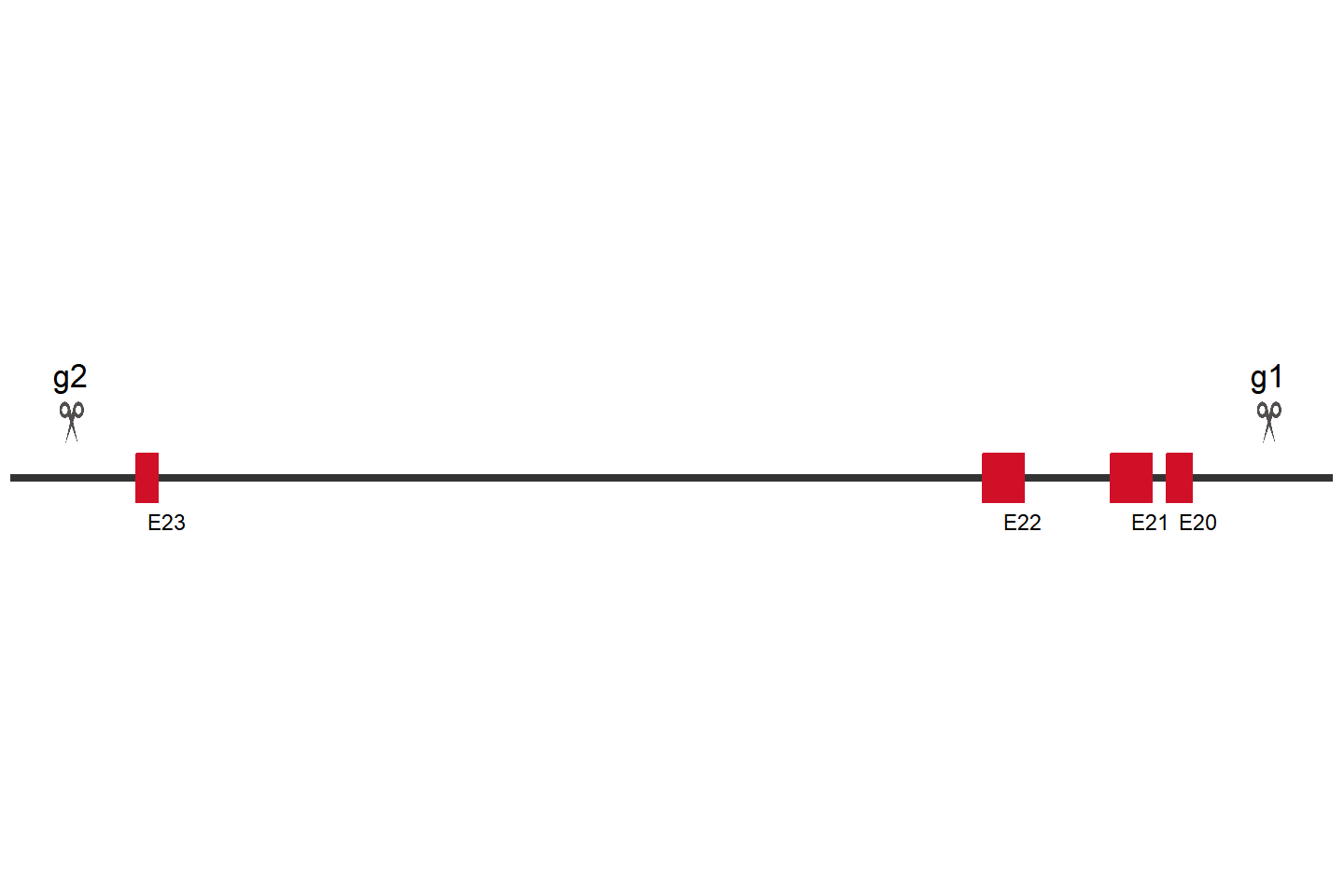 PIEZO1 Knockout cell line(BEAS-2B) Target region