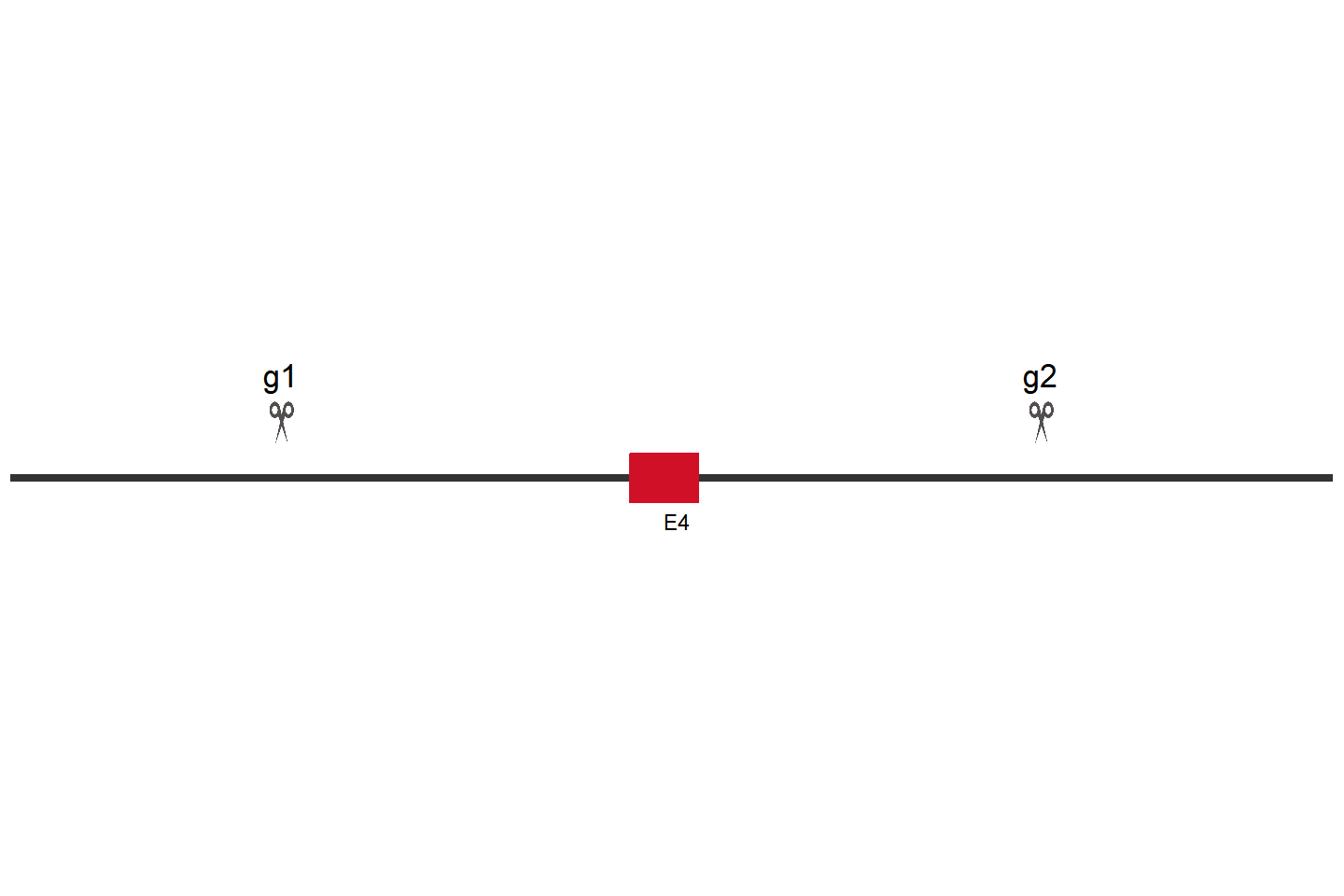 LARP4 Knockout cell line(HEK293) Target region