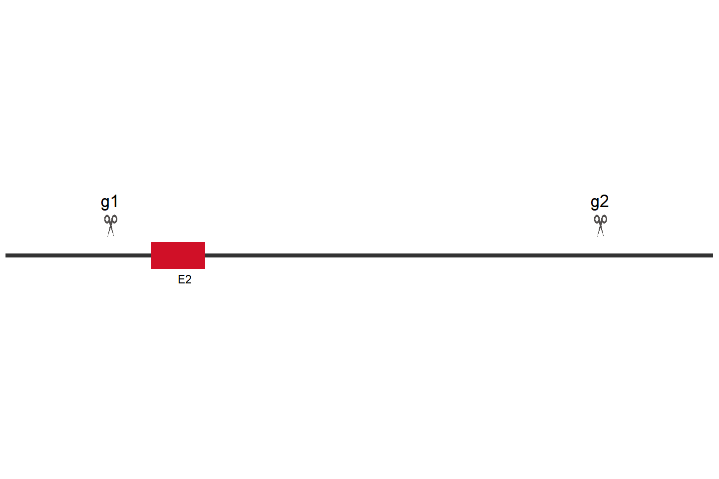 RNF125 Knockout cell line(HEK293) Target region