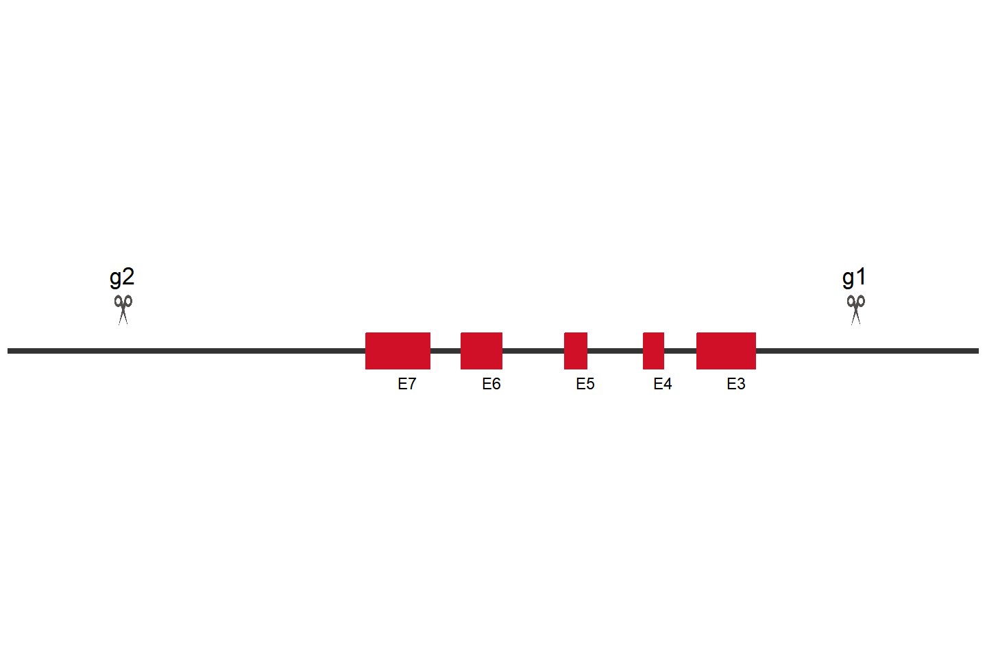 SLC8B1 Knockout cell line(HCT 116) Target region