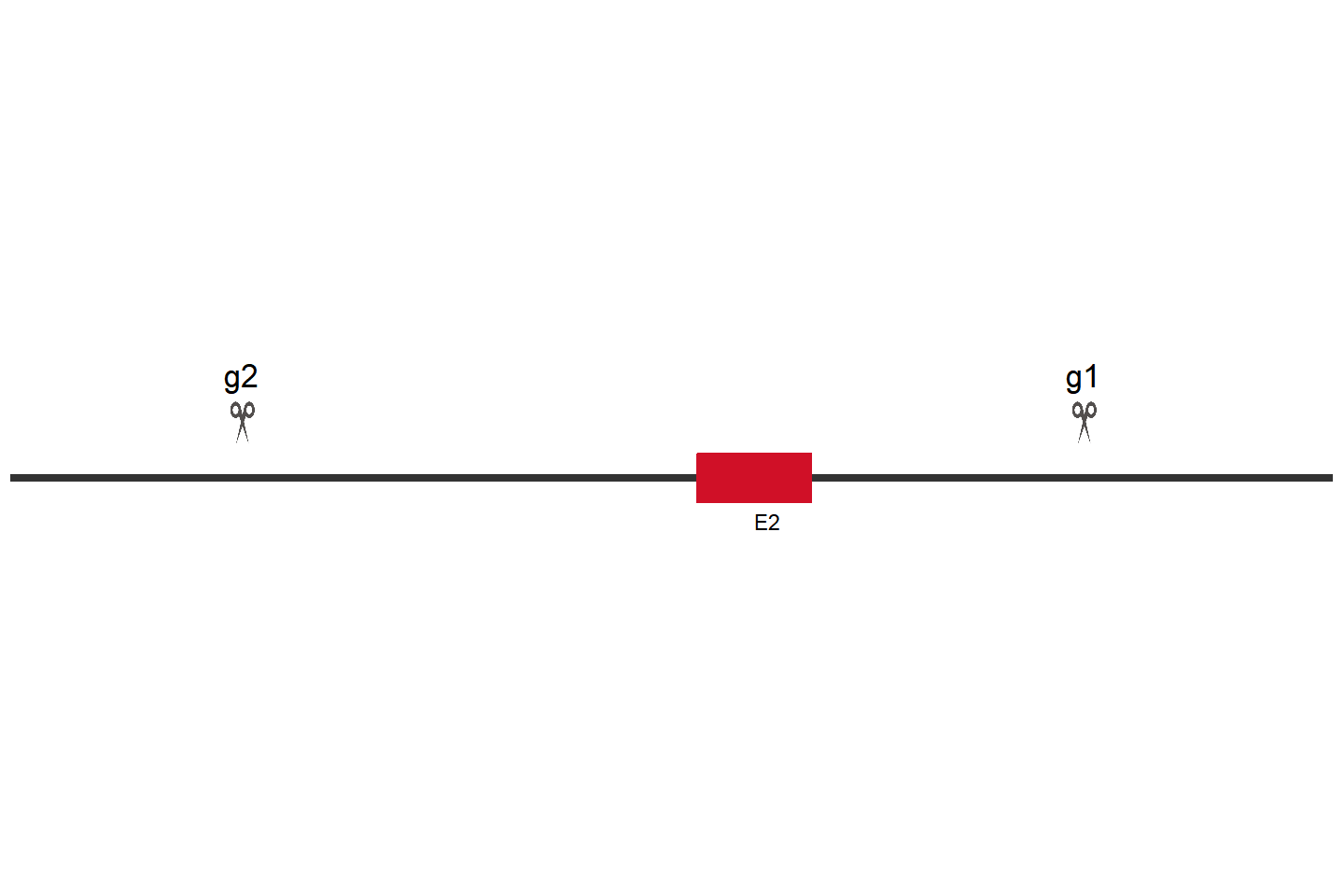 MICU2 Knockout cell line(HCT 116) Target region