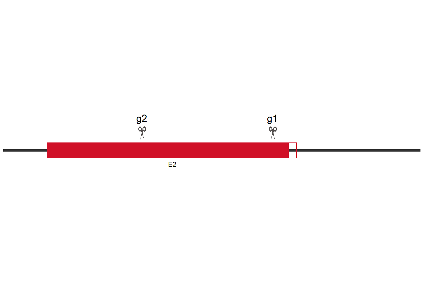 ERAP1 Knockout cell line(293T) Target region