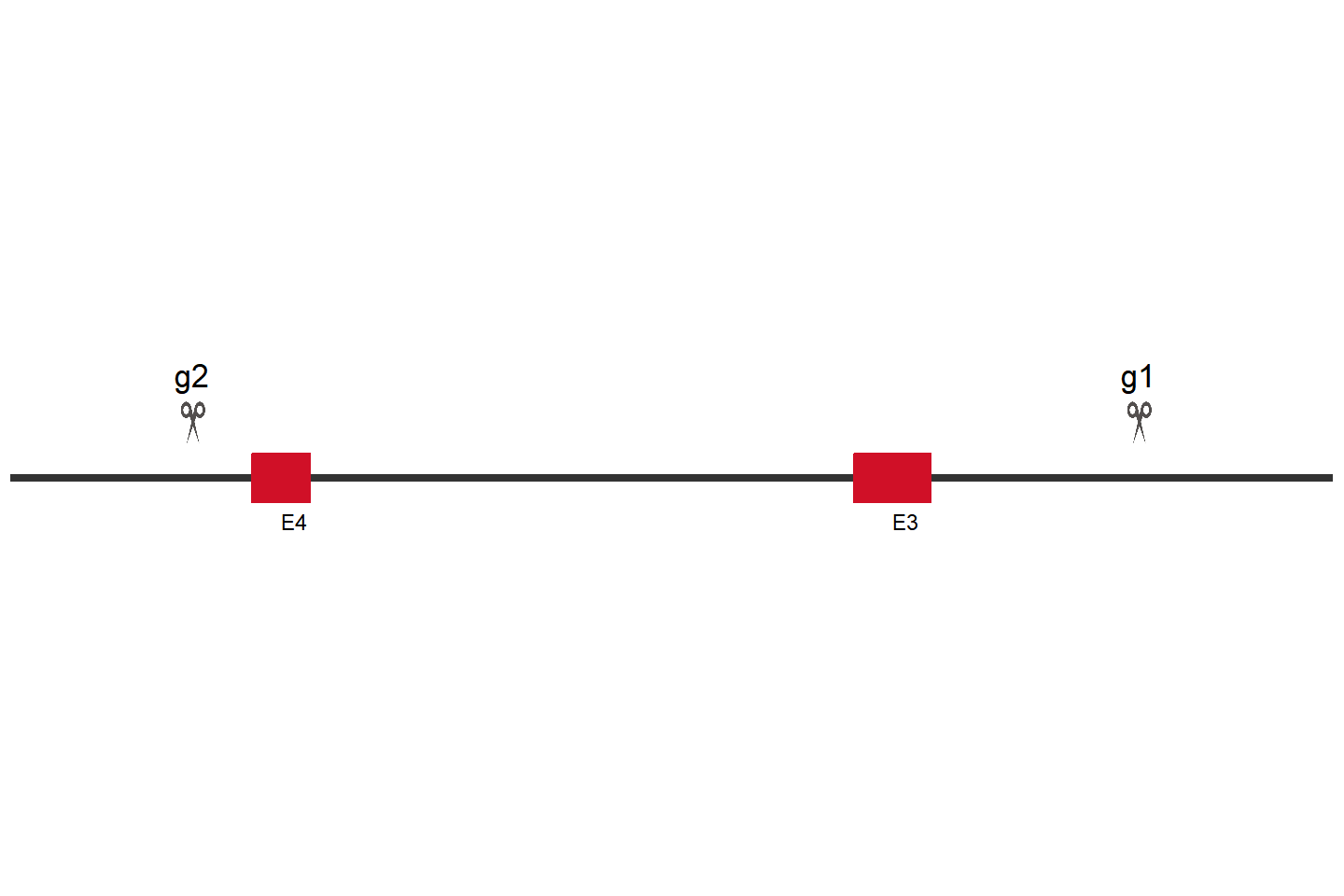 ZNF432 Knockout cell line (HeLa) Target region