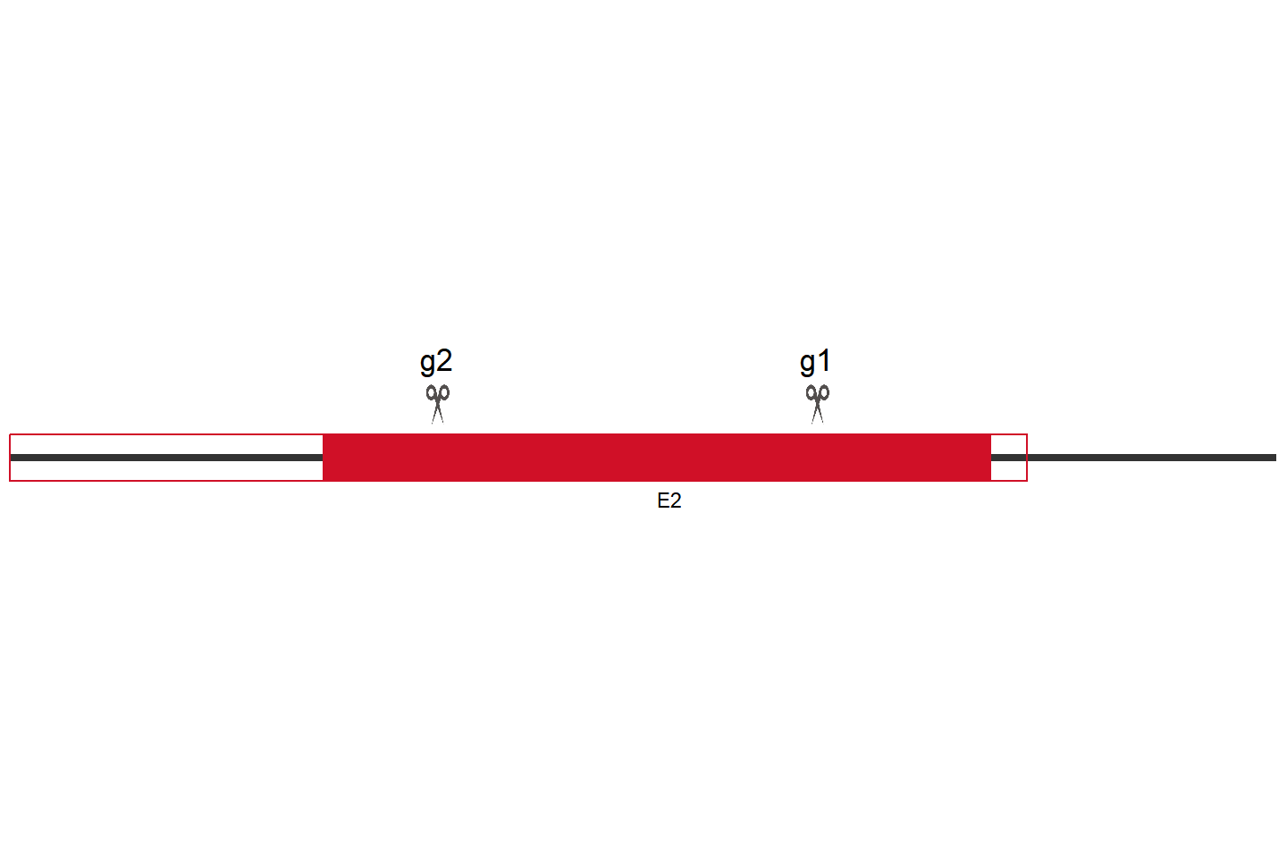 RNASE1 Knockout cell line(THP-1) Target region