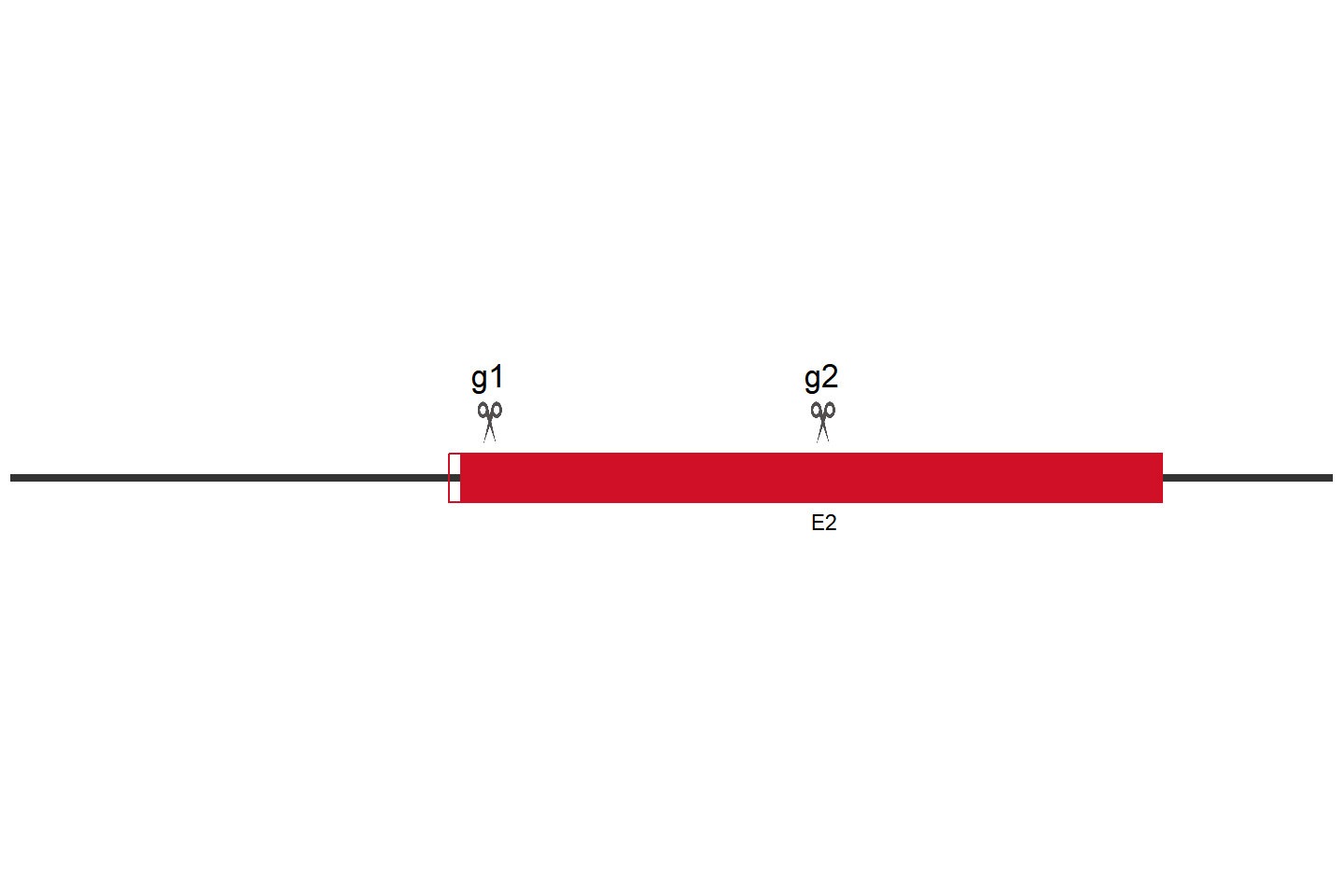 TLR3 Knockout cell line(A-431) Target region