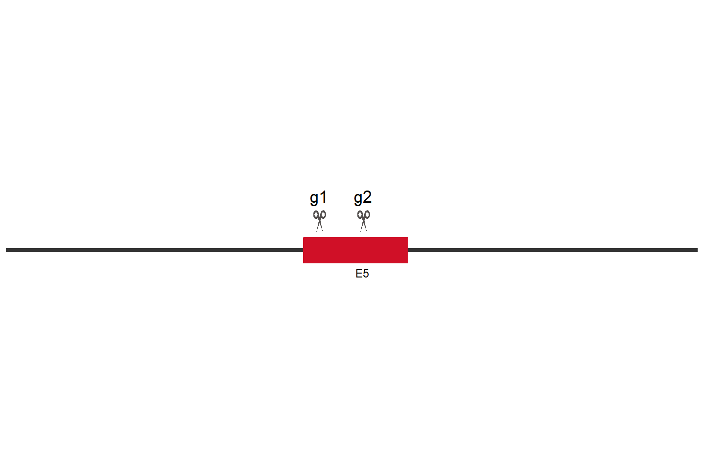 SRC Knockout cell line(HCT 116) Target region