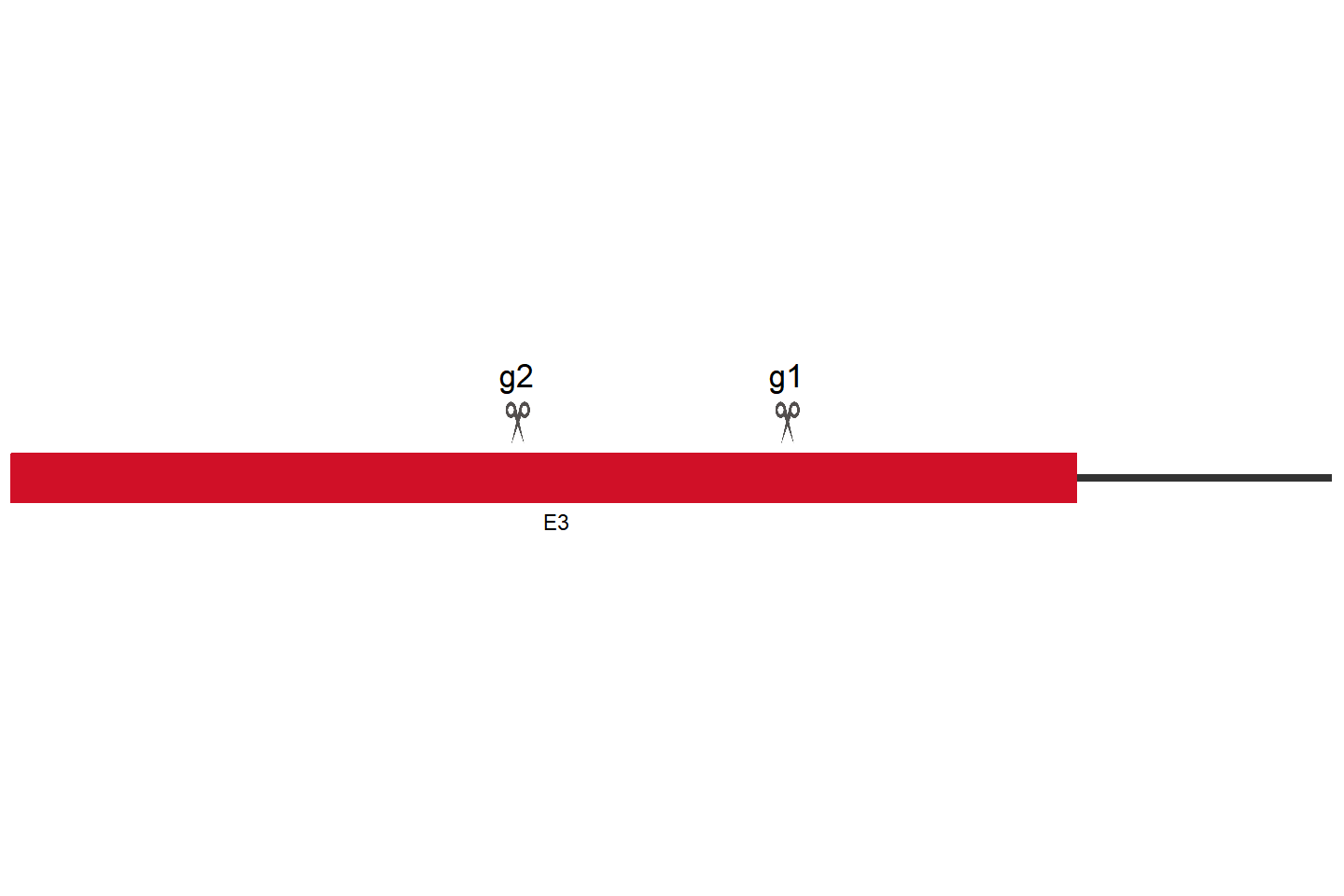 SPAG5 Knockout cell line(HeLa) Target region