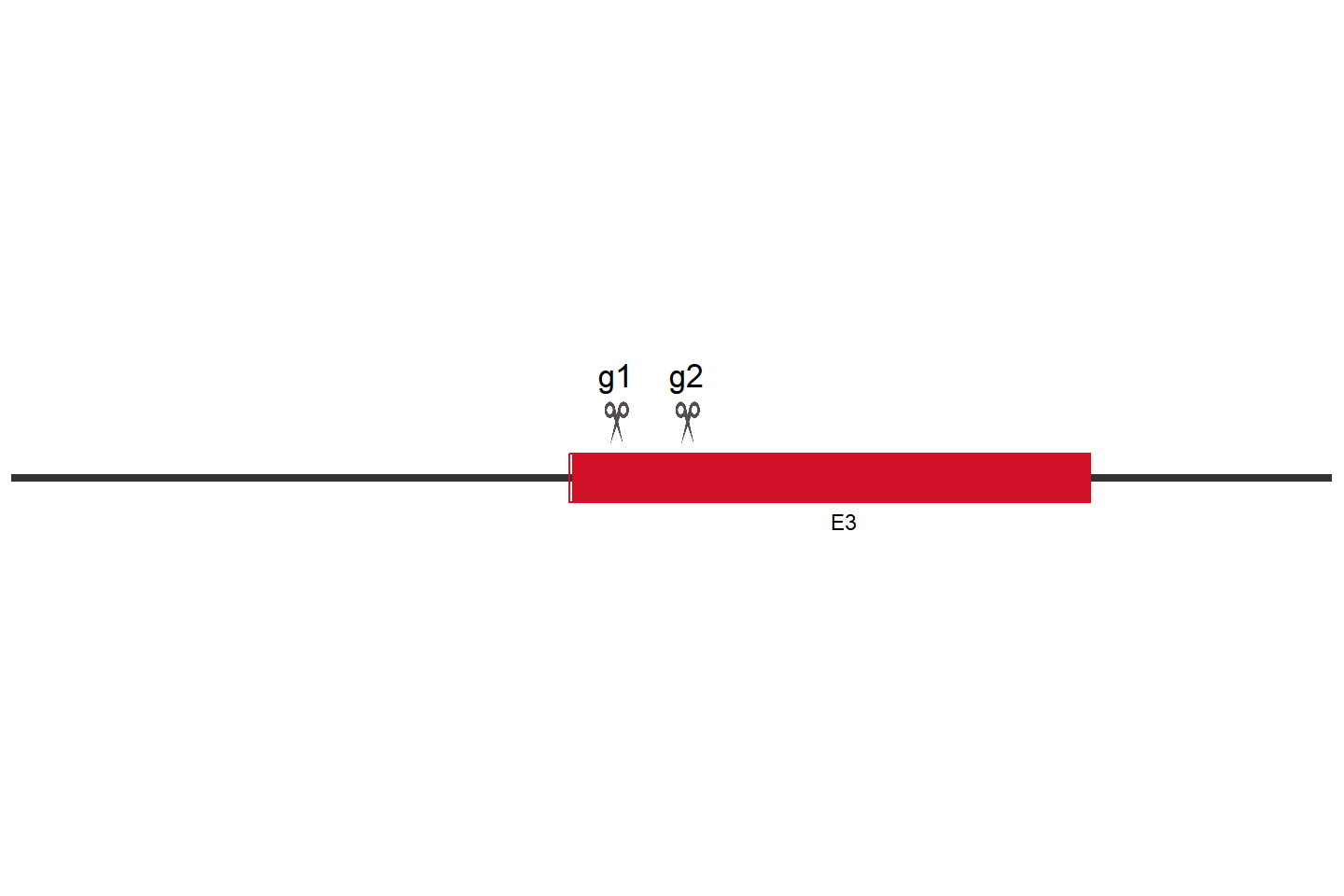 GSKIP Knockout cell line(HCT 116) Target region