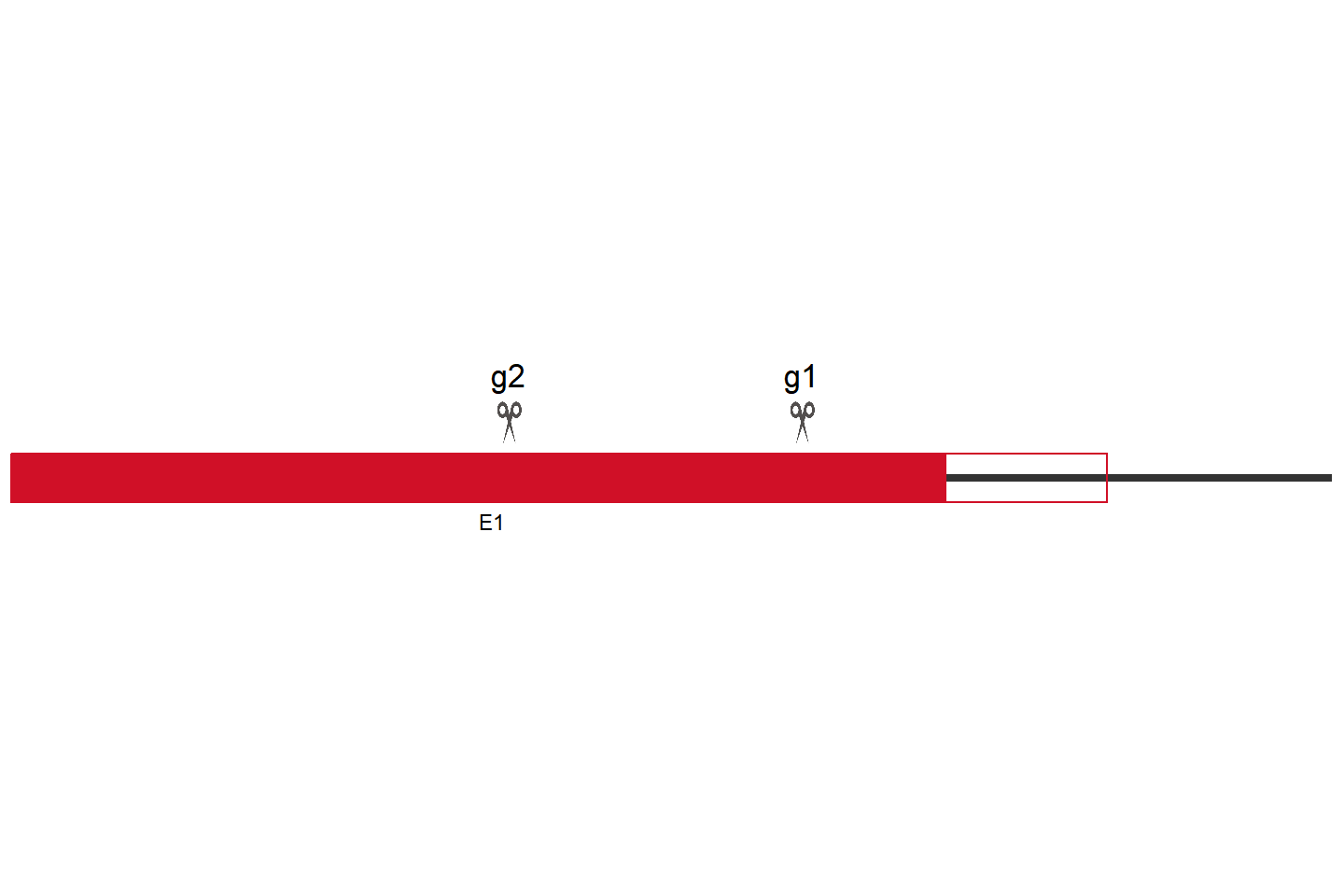 NEFL Knockout cell line(HCT 116) Target region