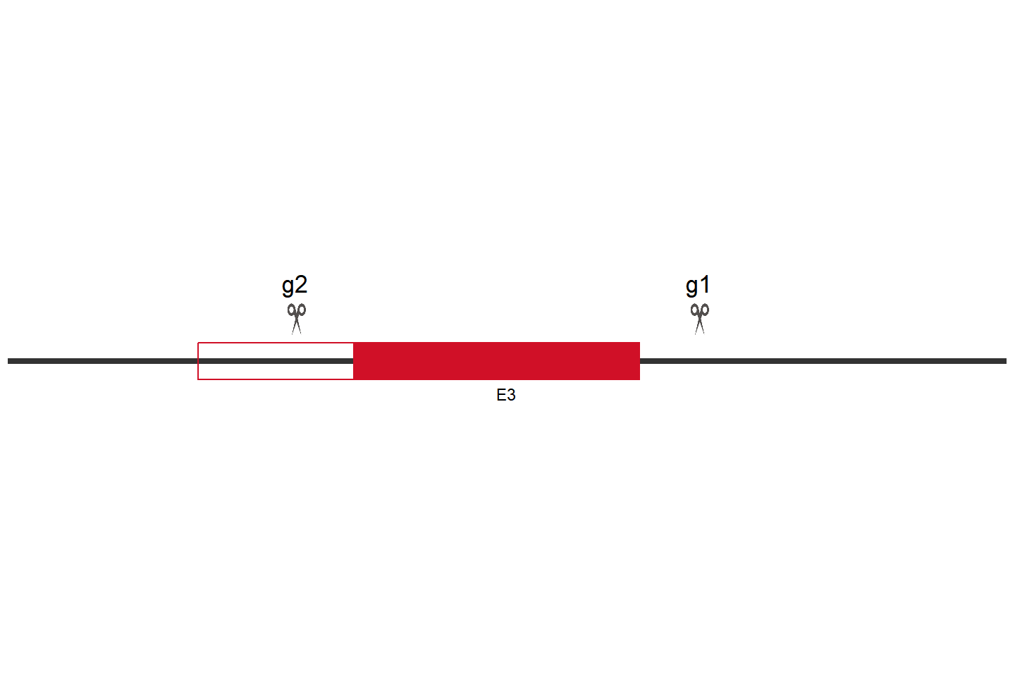 TST Knockout cell line(HCT 116) Target region