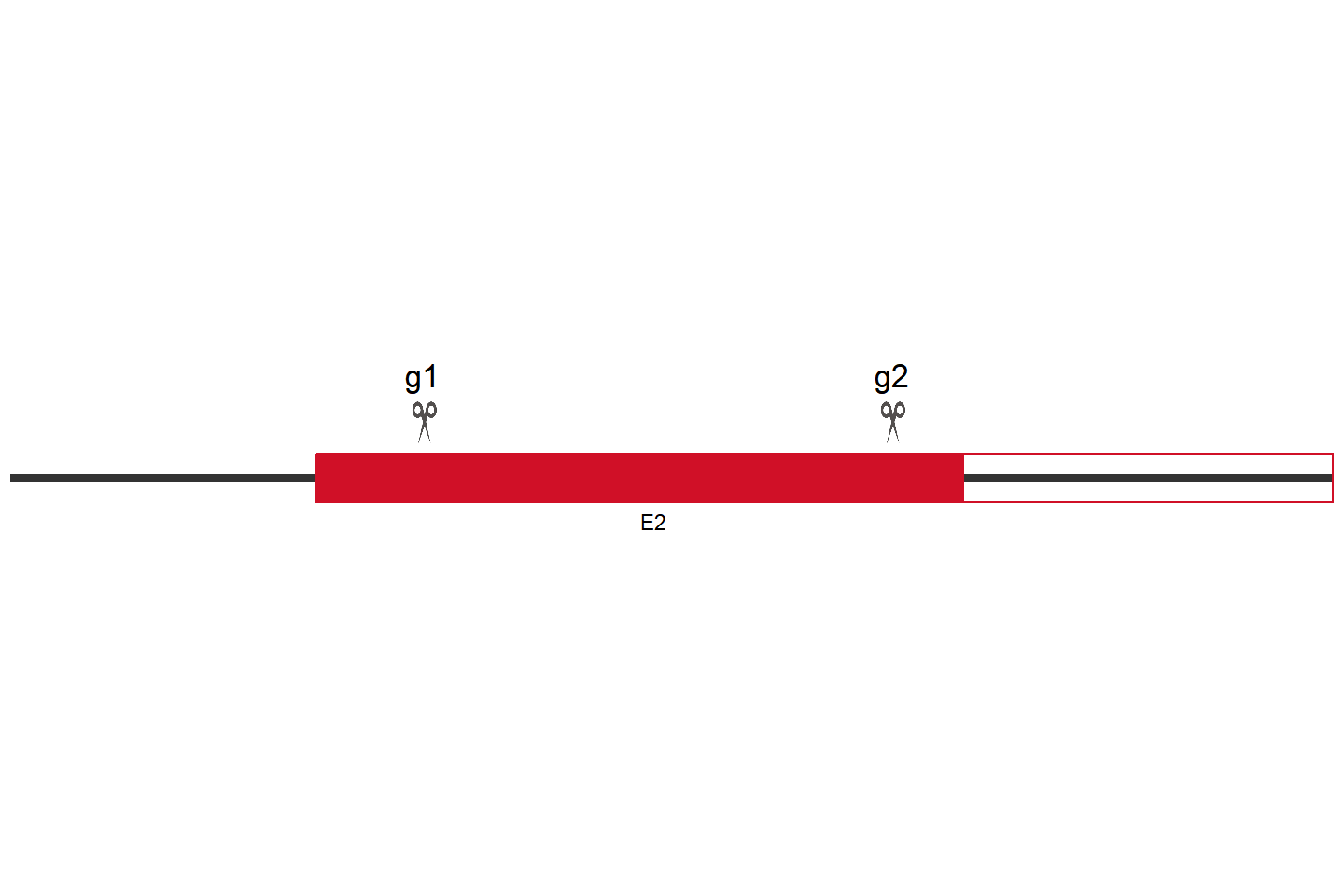 NLGN4X Knockout cell line(MDA-MB-231) Target region