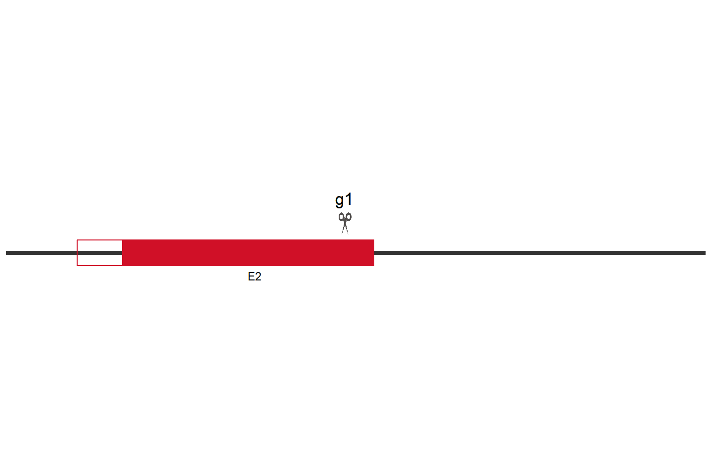 PCK1 Knockout cell line(Hep G2) Target region