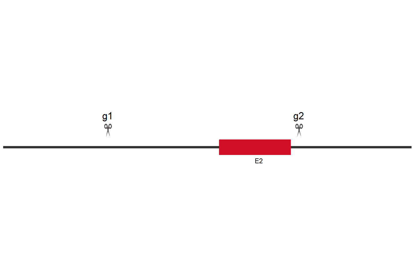 MCOLN1 Knockout cell line (HeLa) Target region