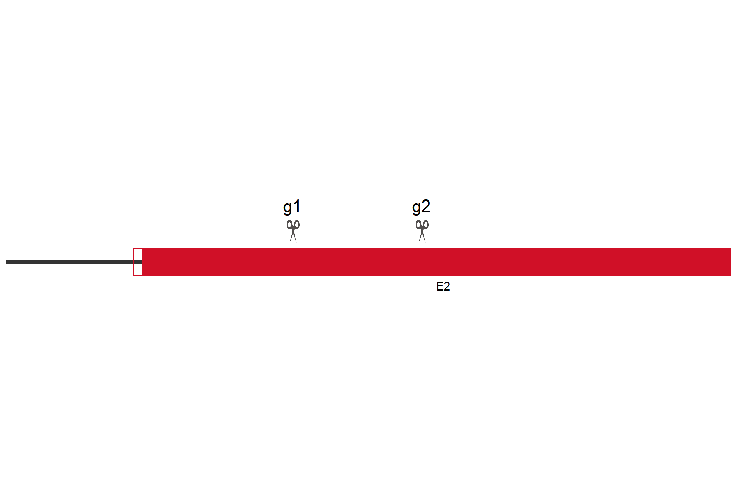 B3GNT2 Knockout cell line (HCT 116) Target region