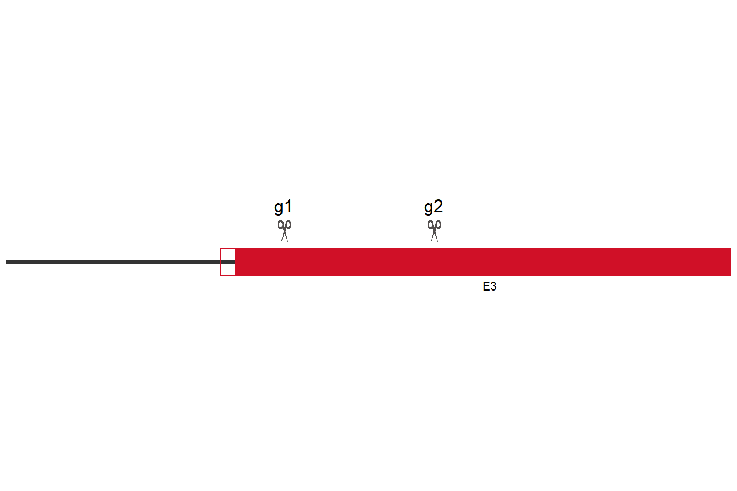 TLR2 Knockout cell line(THP-1) Target region