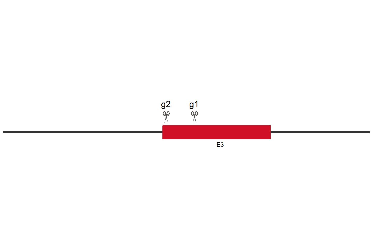 JAK1 Knockout cell line (HEK293) Target region