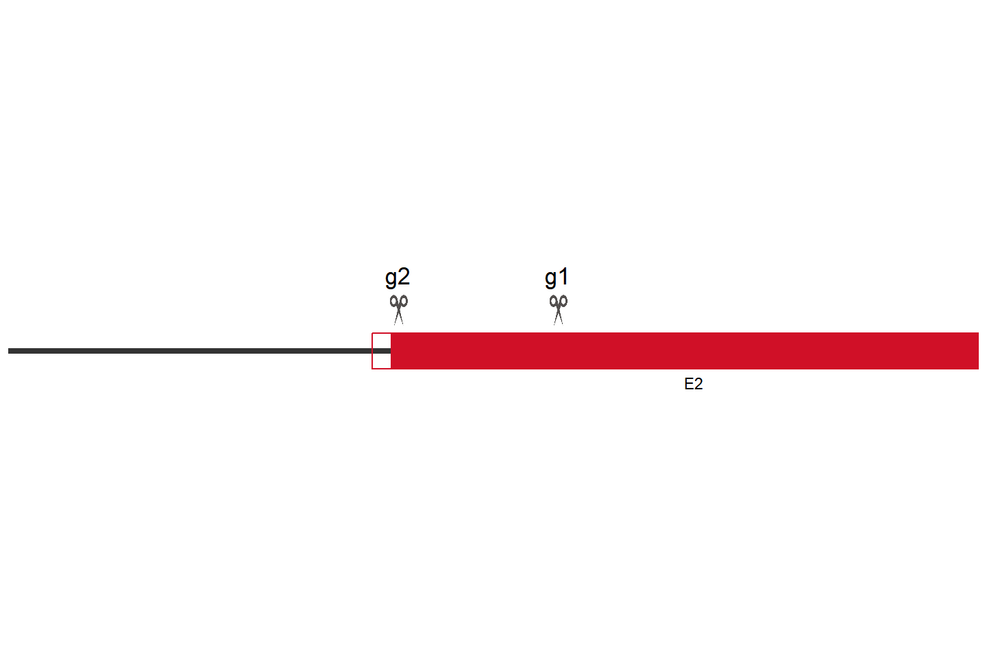 MET Knockout cell line (A549) Target region