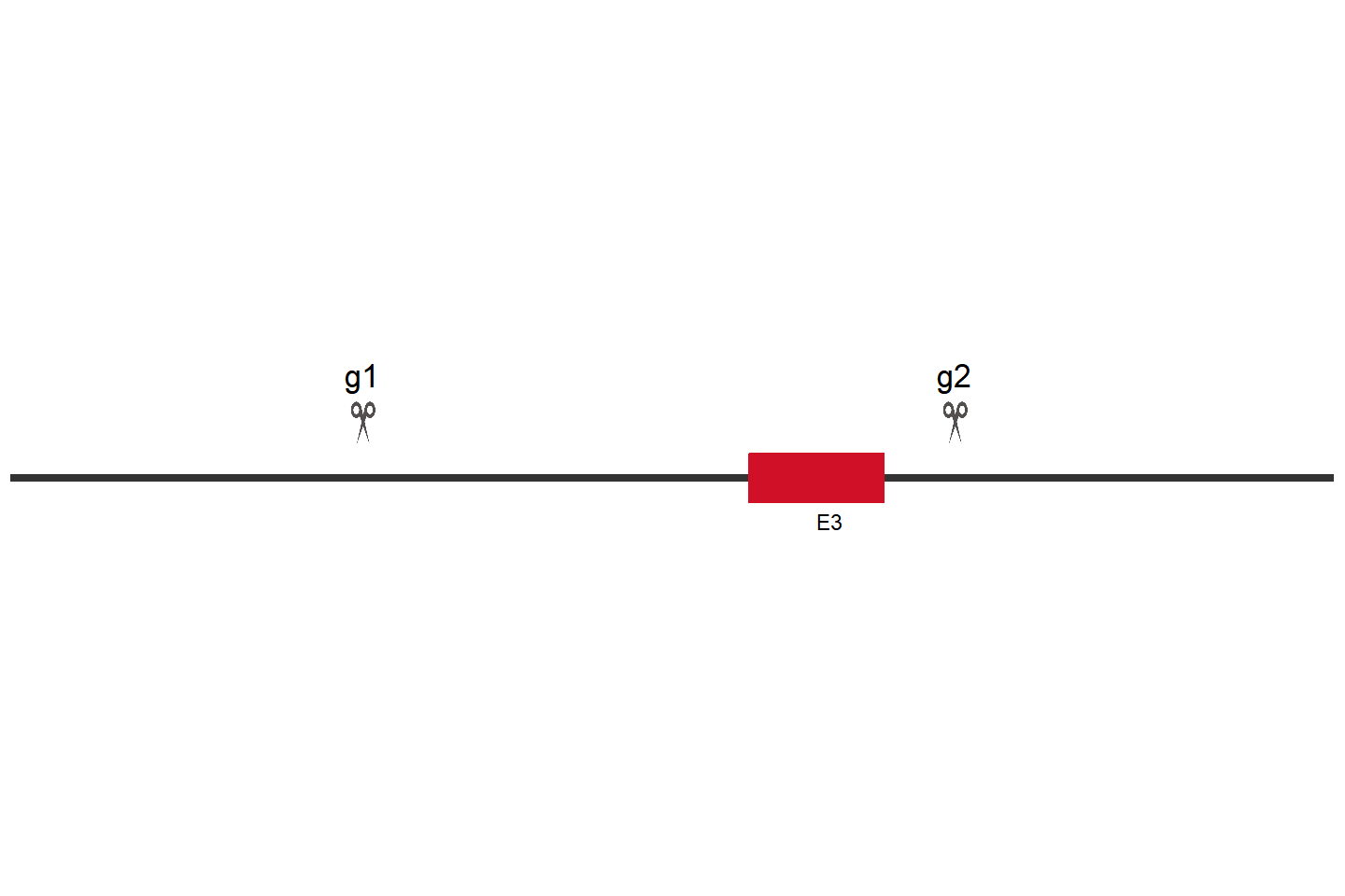 RB1 Knockout cell line (HeLa) Target region