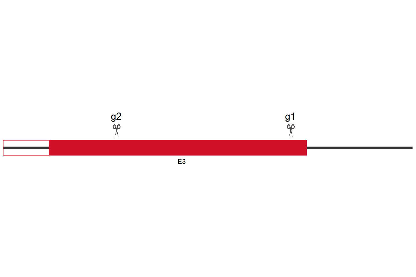 BATF2 Knockout cell line(293T) Target region