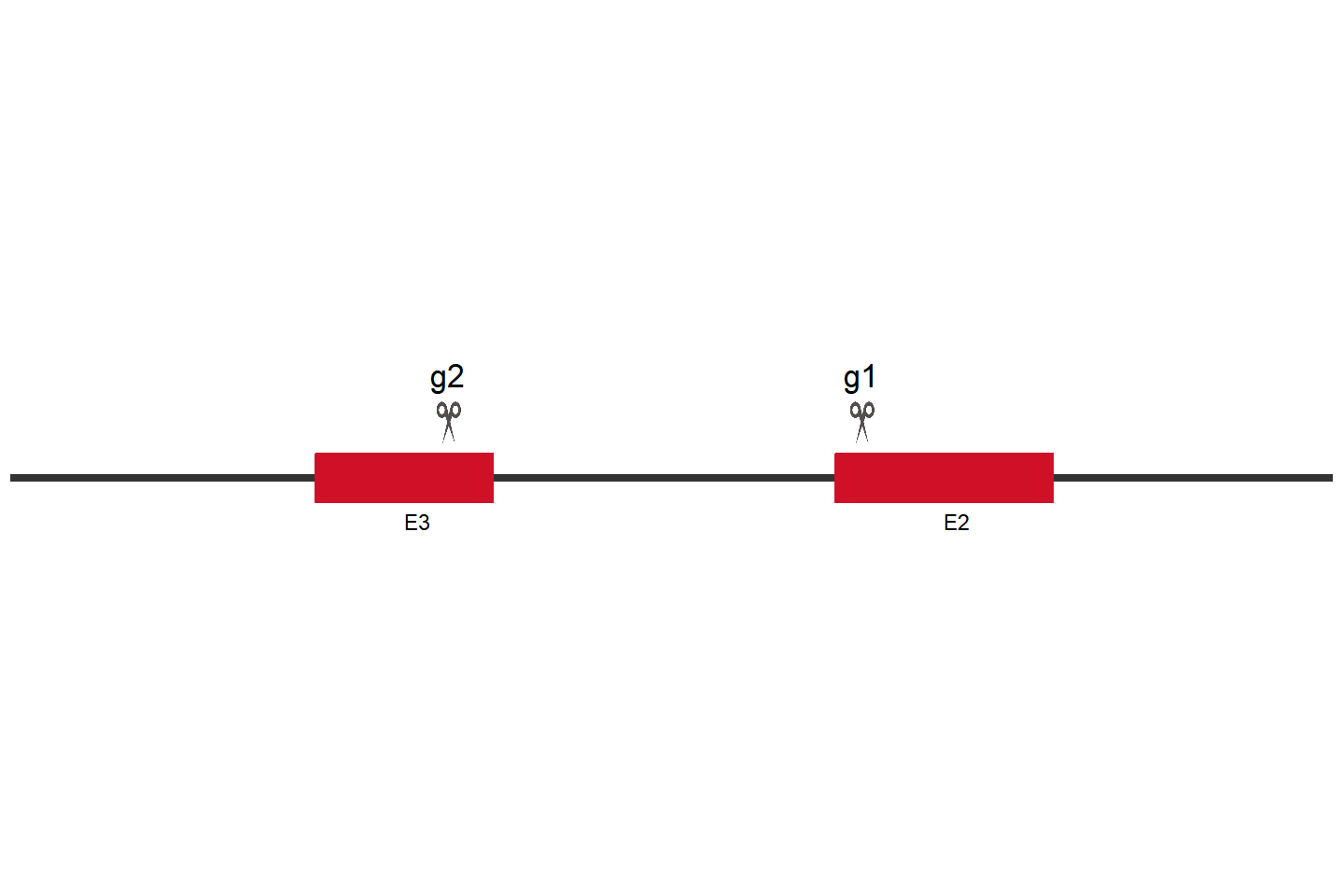 ANP32A Knockout cell line (A549) Target region