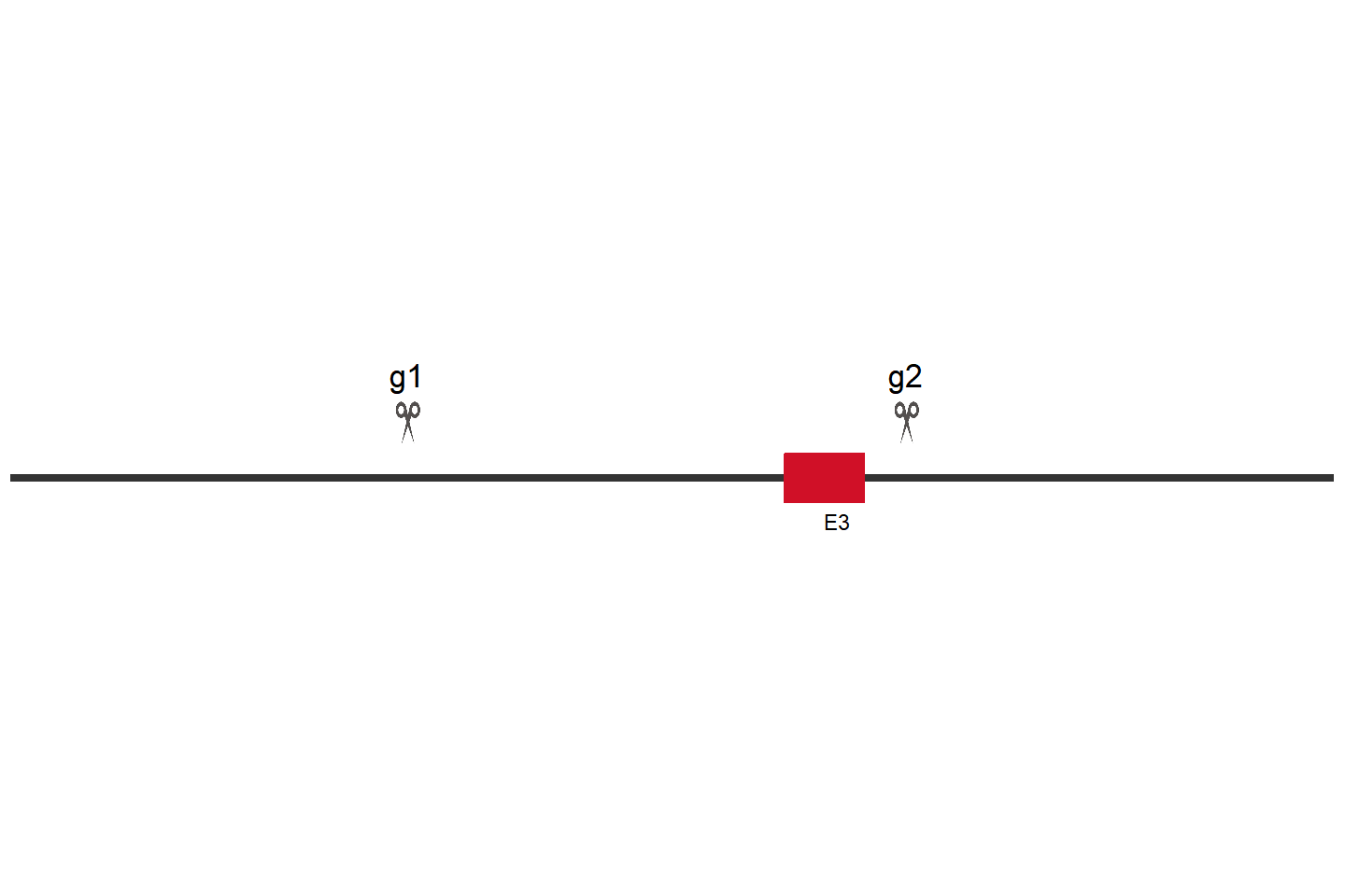 USP10 Knockout cell line (HEK293) Target region