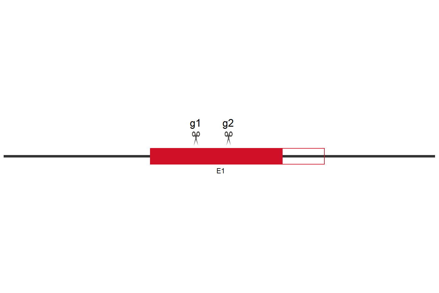 SAMHD1 Knockout cell line (HEK293) Target region