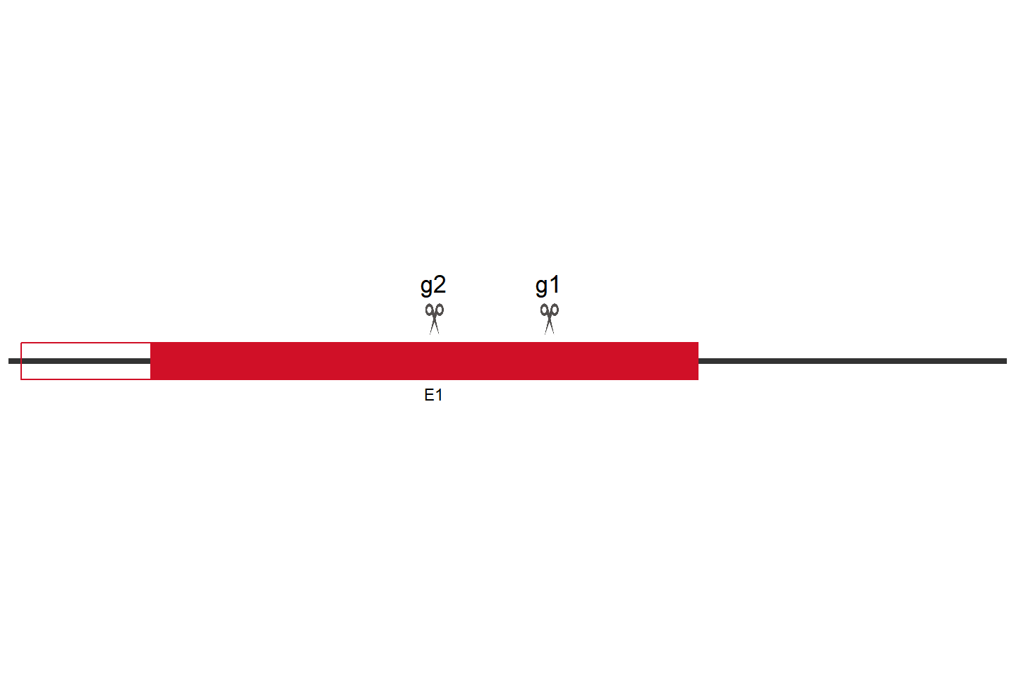 PINK1 Knockout cell line (HEK293) Target region