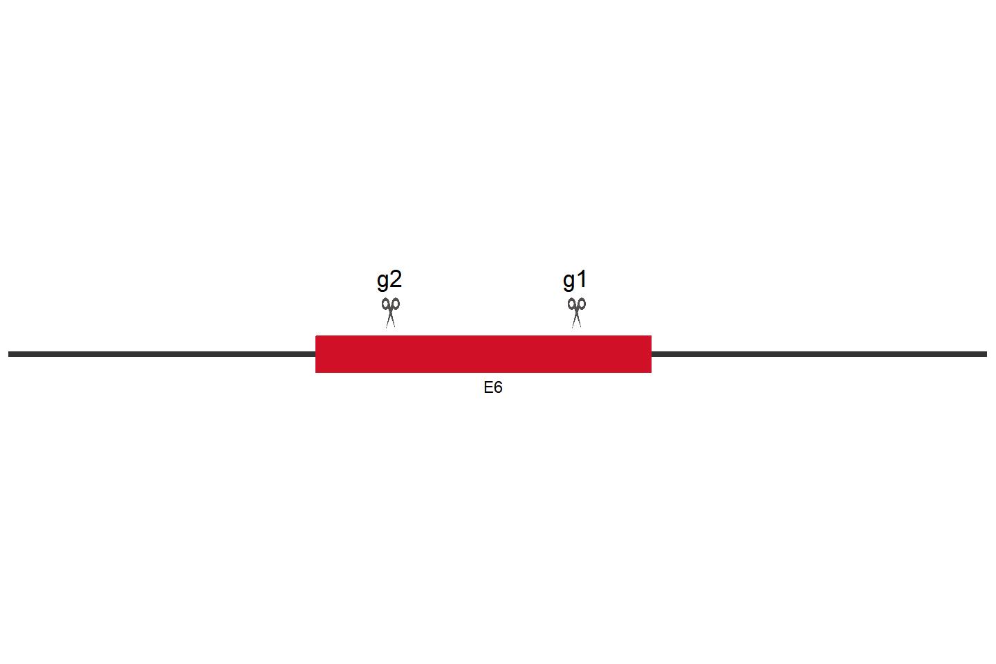 COL12A1 Knockout cell line (HCT 116) Target region