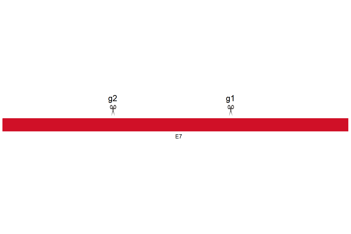 ZNF133 Knockout cell line(Hep G2) Target region