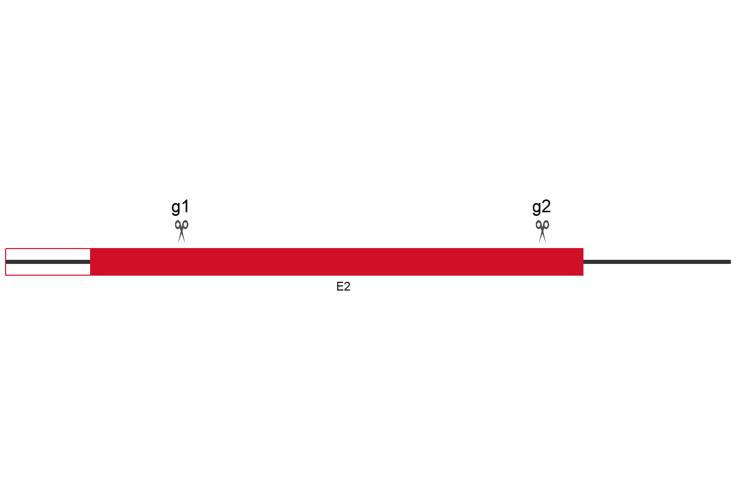 EGLN2 Knockout cell line (HEK293) Target region