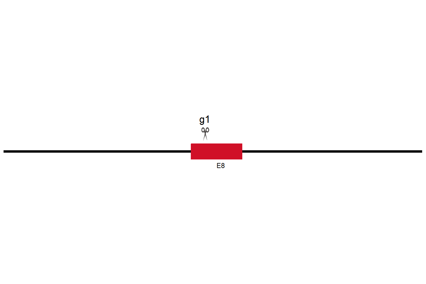 HERC5 Knockout cell line (THP-1) Target region