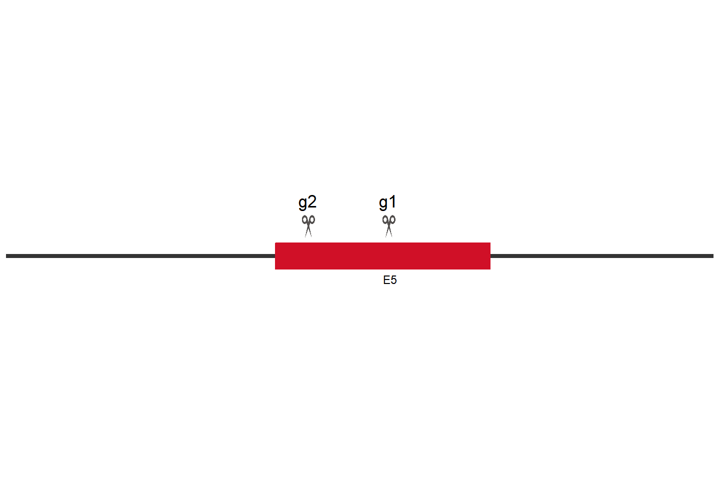 TRPM7 Knockout cell line (HeLa) Target region