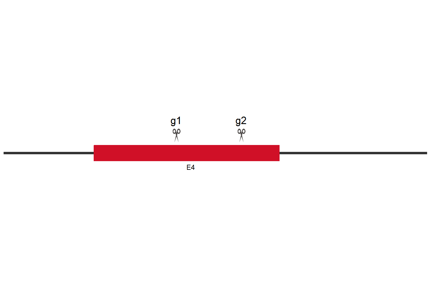 PRAME Knockout cell line (A-375) Target region