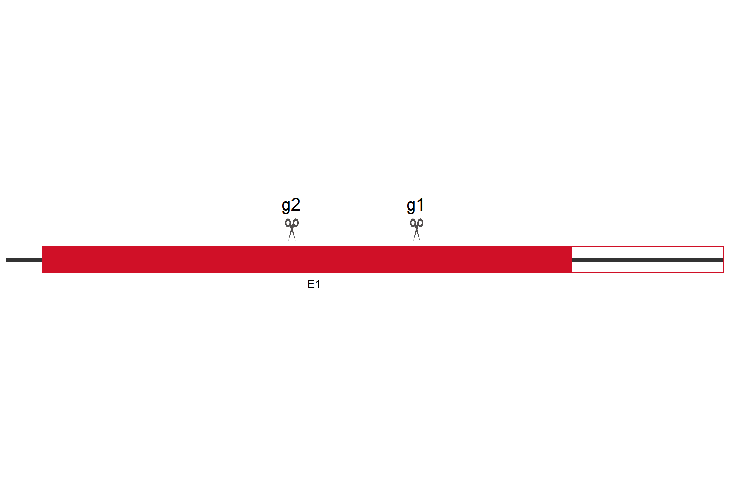 SLC15A3 Knockout cell line (Hela) Target region