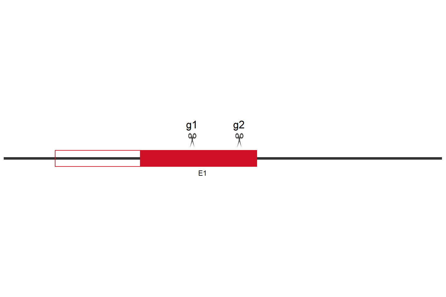 ATP23 Knockout cell line (HEK293) Target region