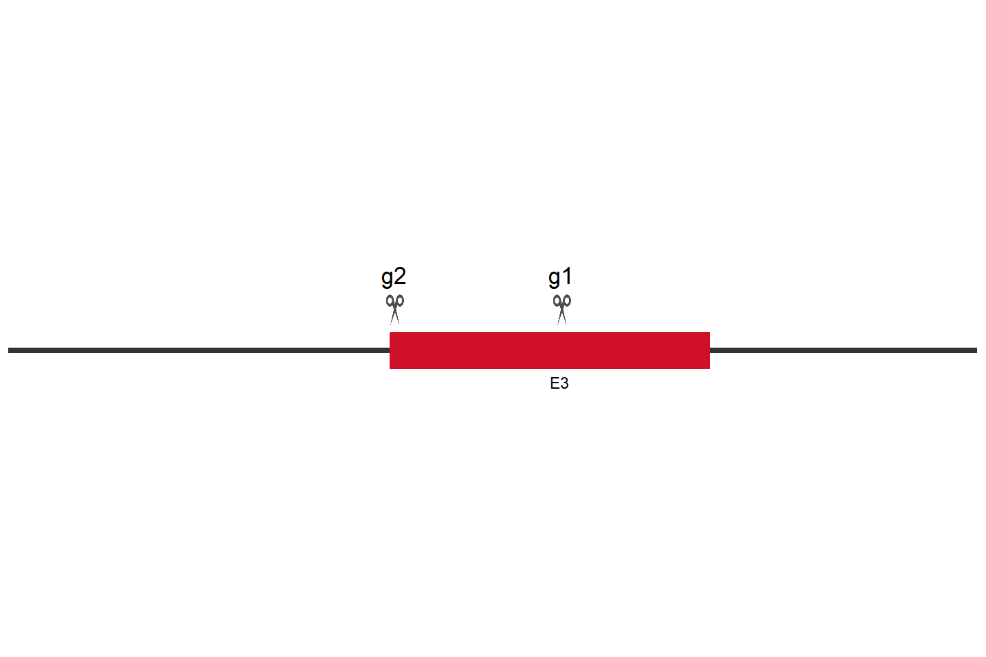 BRCA2 Knockout cell line (LNCaP Clone FGC) Target region