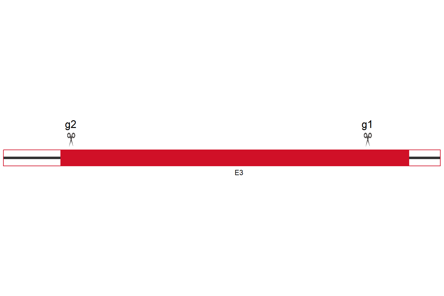 ZNF83 Knockout cell line (786-O) Target region