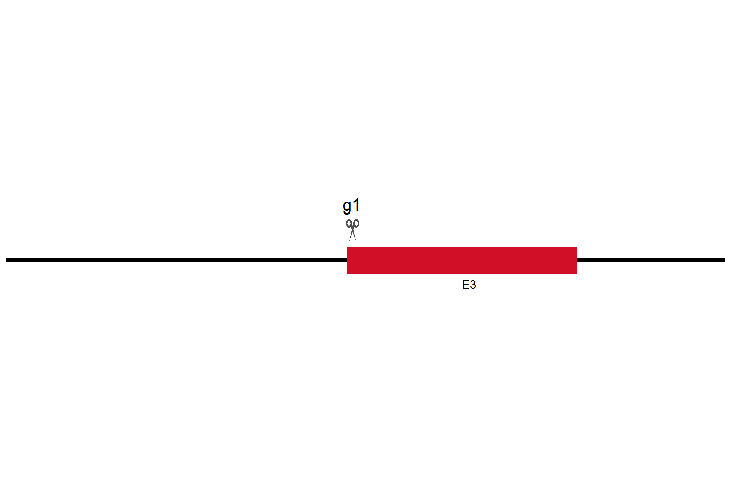 USP7 Knockout cell line (HEK293) Target region